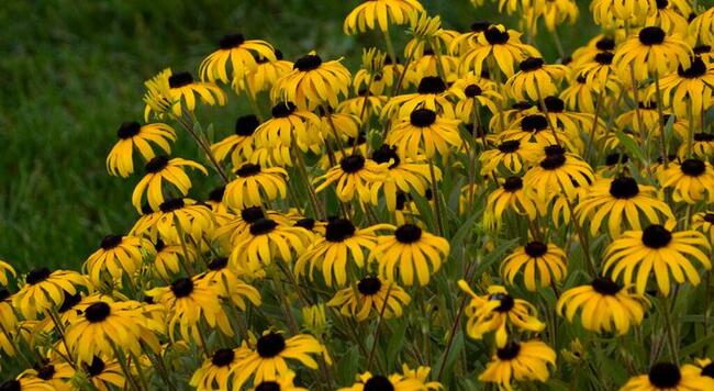 A cluster of golden flowers with black centers